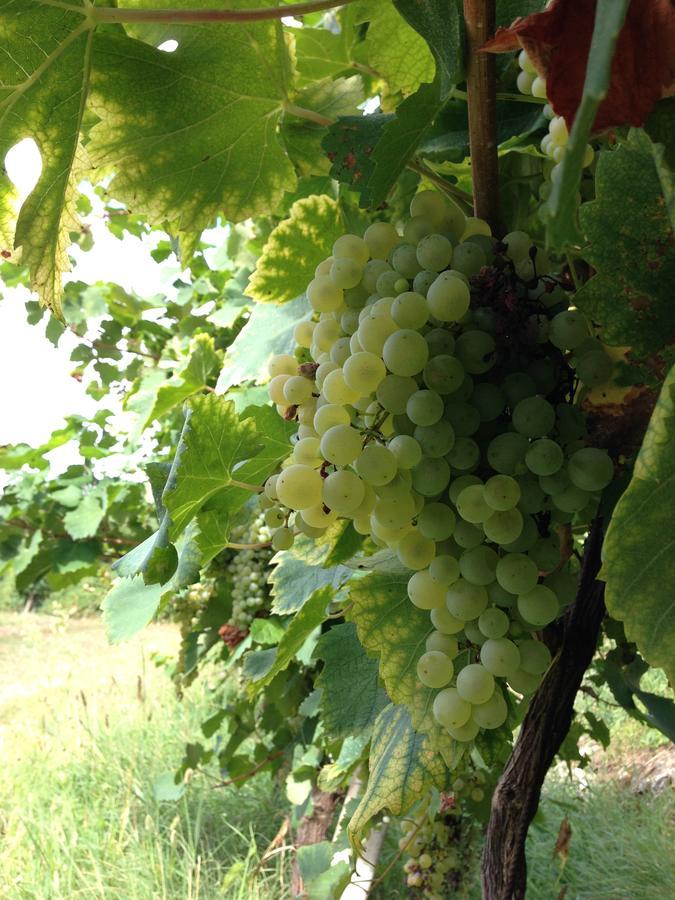 Azienda Agricola Campion Valdobbiadene