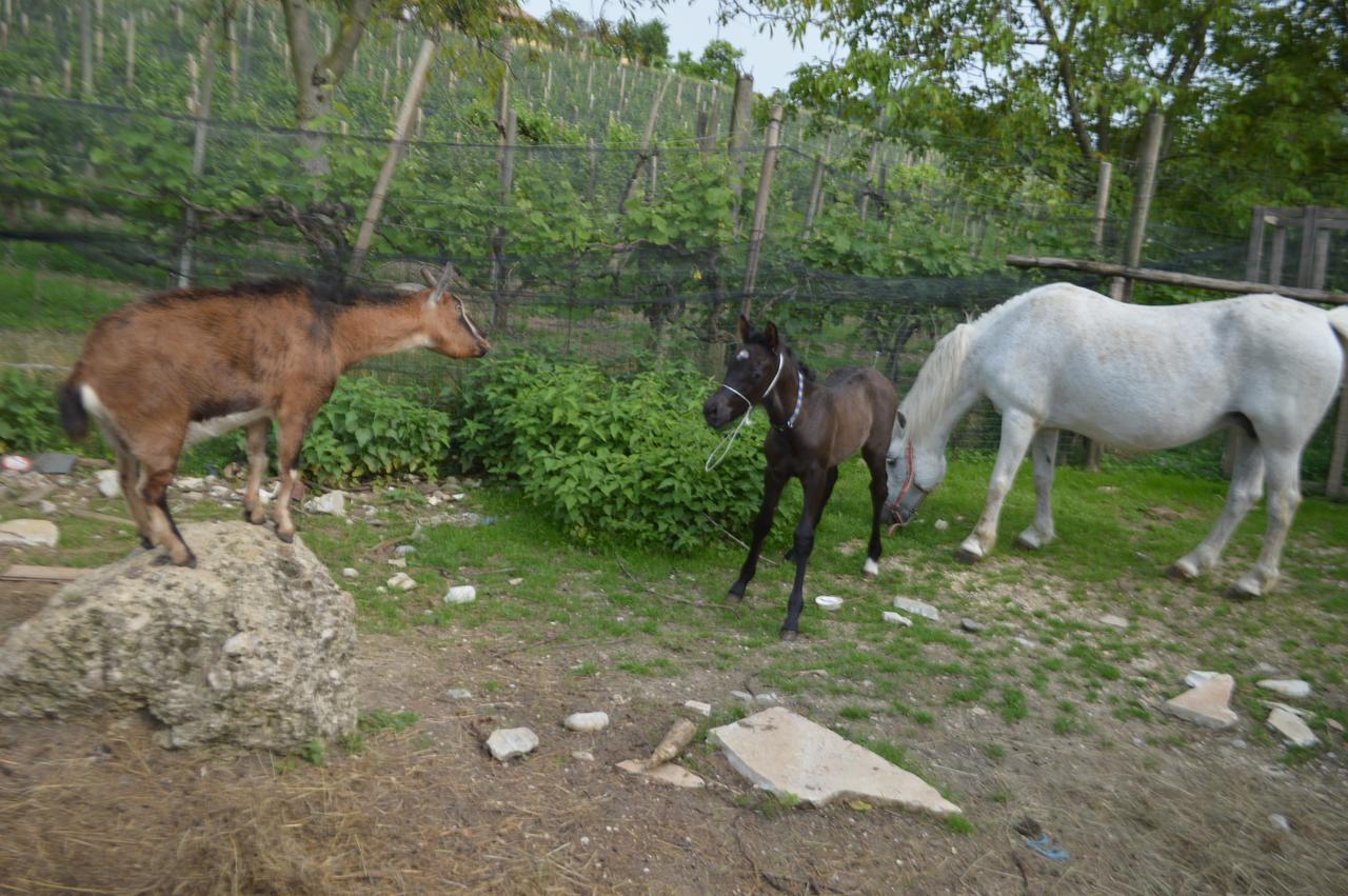 Azienda Agricola Campion Farm stay *