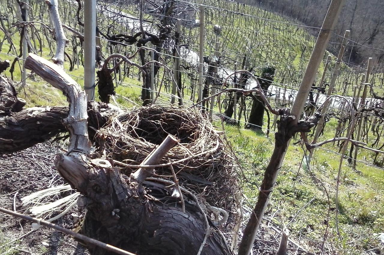 Bauernhof Azienda Agricola Campion *
